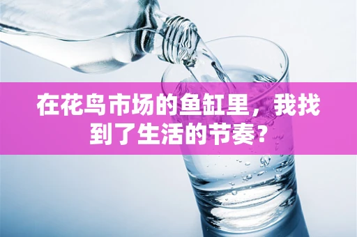 在花鸟市场的鱼缸里，我找到了生活的节奏？